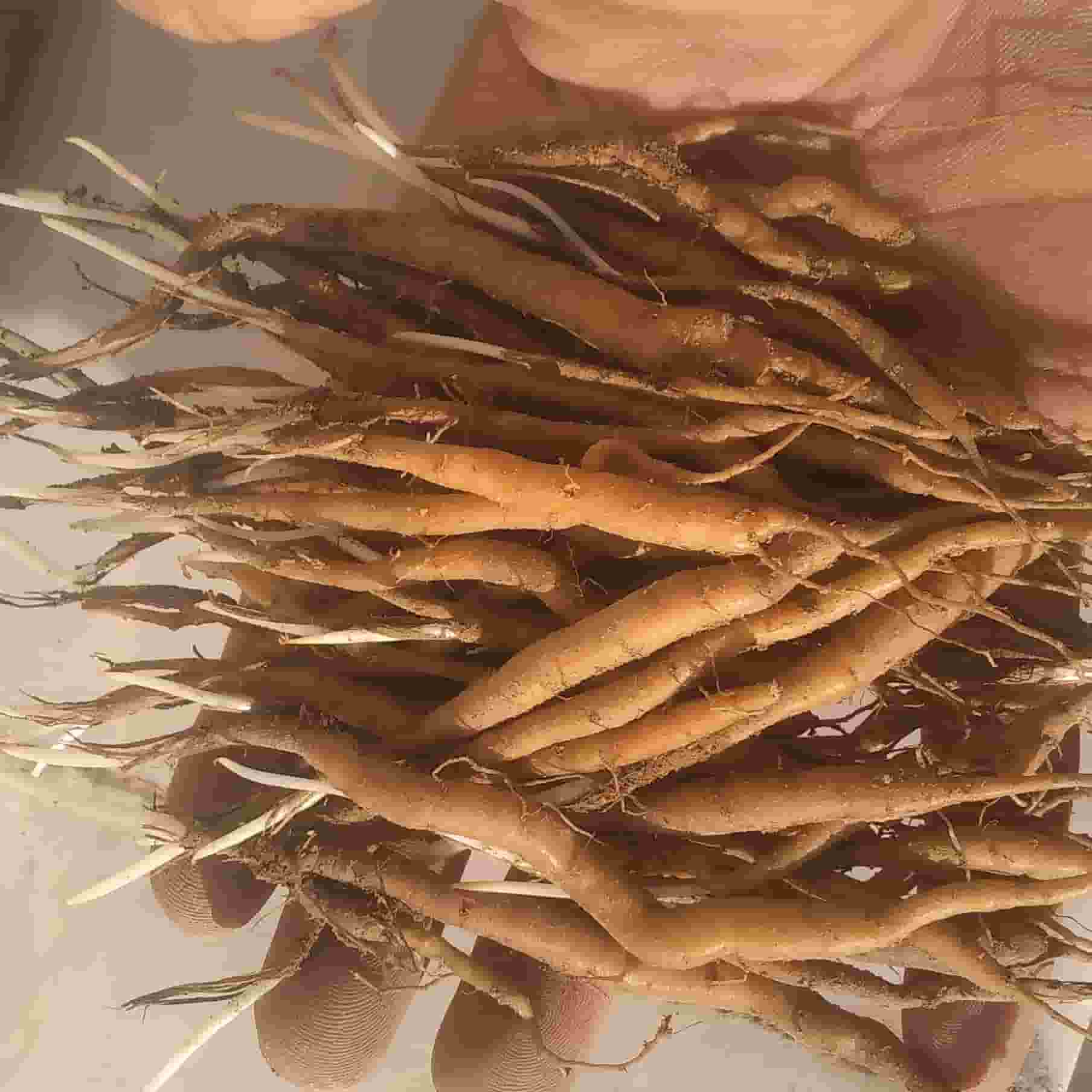 خرید و قیمت نشا آنغوزه ایرانی درجه 1 + فروش عمده